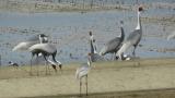 White-naped Cranes (also juveniles)