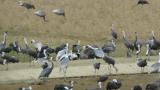 Quarreling White-naped Cranes