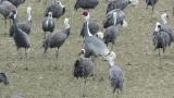White-naped Cranes and Hooded Cranes