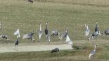 White-naped Cranes calling together after a small quarrel