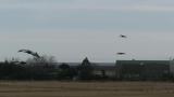 White-naped Cranes in flight