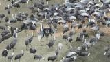 Signal behavior of White-naped Cranes