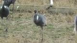 Juvenile White-naped Crane