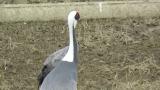 White-naped Crane, close up