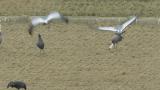 White-naped Cranes took flight