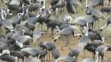 Foraging cranes