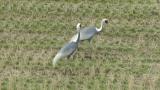 Walking White-naped Cranes