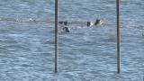 Foraging Eurasian Oystercatchers