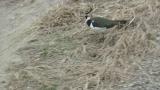Northern Lapwing, walking and jumping