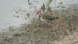Foraging Northern Lapwing