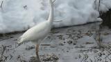 Great Egret, foraging by foot stirring?