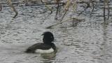 Tufted Duck