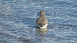 Dunlin took flight