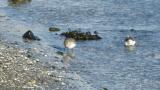 Foraging Dunlin