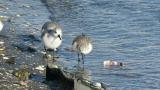 Foraging Sanderlings and Dunlins