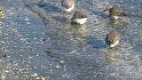 Foraging Sanderlings and Dunlins