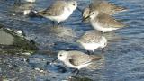 Foraging Sanderlings and Dunlins