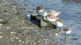 Foraging Sanderlings and Dunlin