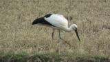 Foraging Oriental Stork