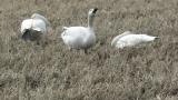 Tundra Swans, foraging