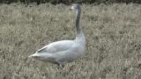 Juvenile Tundra Swan
