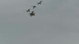 Tundra Swans in flight