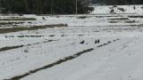 Foraging Rooks