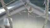 Female Long-tailed Rosefinch