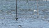 Foraging Eurasian Oystercatchers
