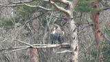 Steller's Sea Eagle, preening
