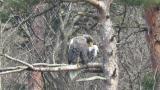 Steller's Sea Eagle, preening