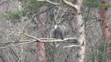 Steller's Sea Eagle, preening