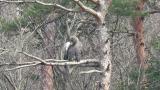 Steller's Sea Eagle, preening and calling