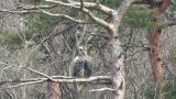 Steller's Sea Eagle tucked up a foot