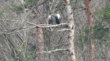 Steller's Sea Eagle, preening and scratching