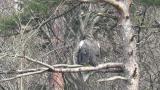 Steller's Sea Eagle, preening
