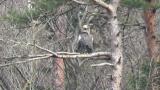 Steller's Sea Eagle, scratching and tucked up a foot