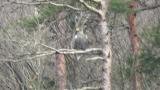Steller's Sea Eagle calling