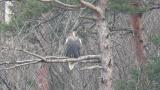 Steller's Sea Eagle, preening and yawning?