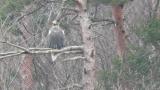 Steller's Sea Eagle calling