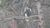 Steller's Sea Eagle, preening and defecation