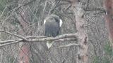 Steller's Sea Eagle, preening and wing stretching