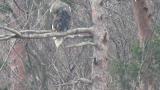 Steller's Sea Eagle, preening and scratching