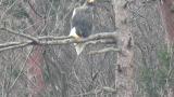 Steller's Sea Eagle, preening and cleaning a toe?