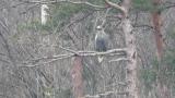 Steller's Sea Eagle, wing spreading