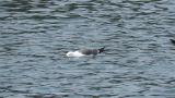 Black-tailed Gull, drinking water
