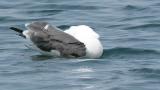 Black-tailed Gull, preening