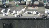 Glaucous-winged Gull, preening