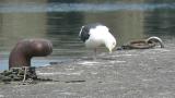 Slaty-backed Gull, scratching