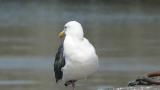 Slaty-backed Gull, preening